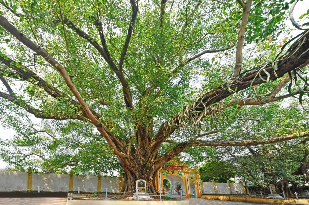CHÙA LINH THÔNG, HÀ NỘI.